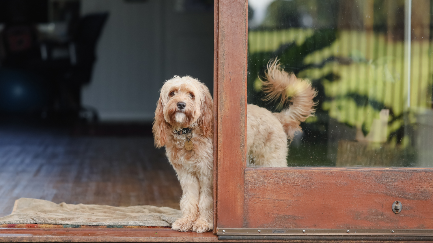 How Dogs Experience Time (And Why They Wait for You)