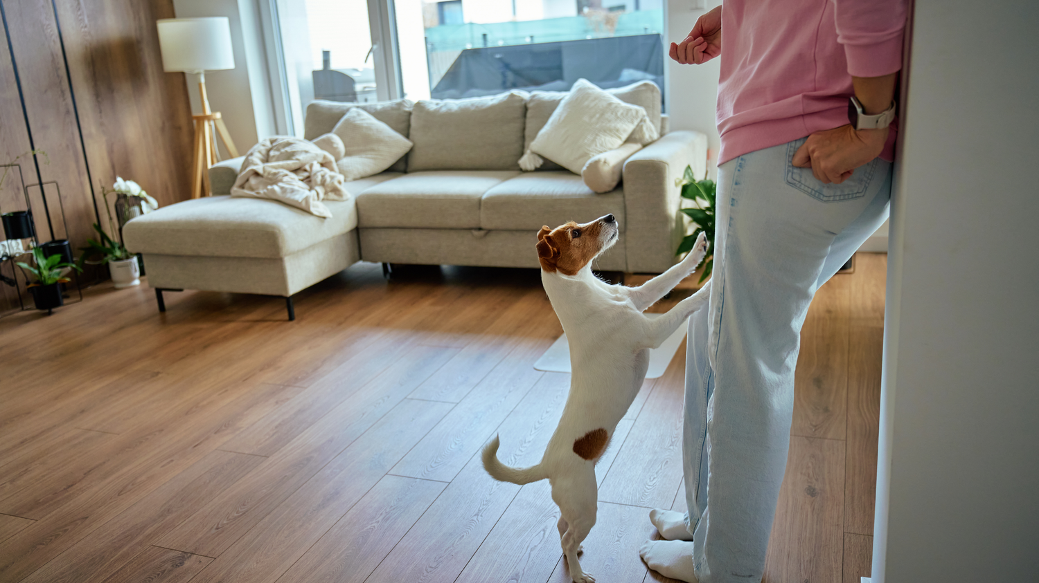 What Your Dog Notices That You Don’t