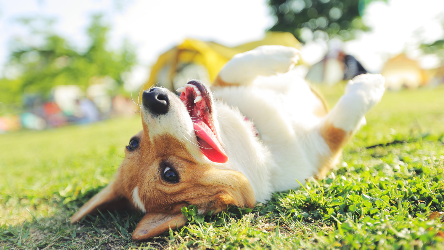 What Your Dog Looks Forward to Each Day