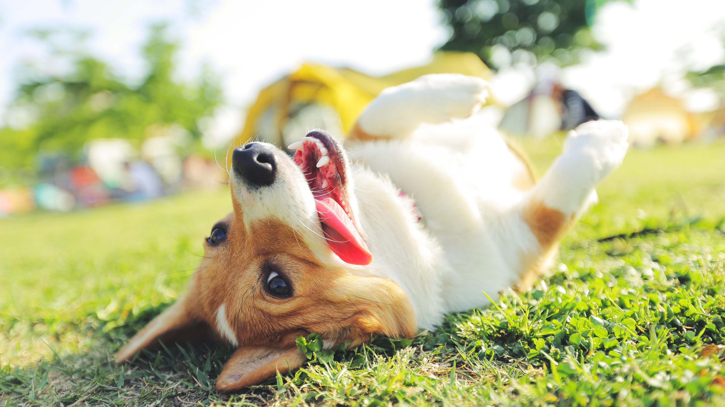 What Your Dog Looks Forward to Each Day