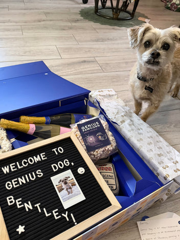 Genius Dog | Enrichment Boxes for Dogs & Their Humans