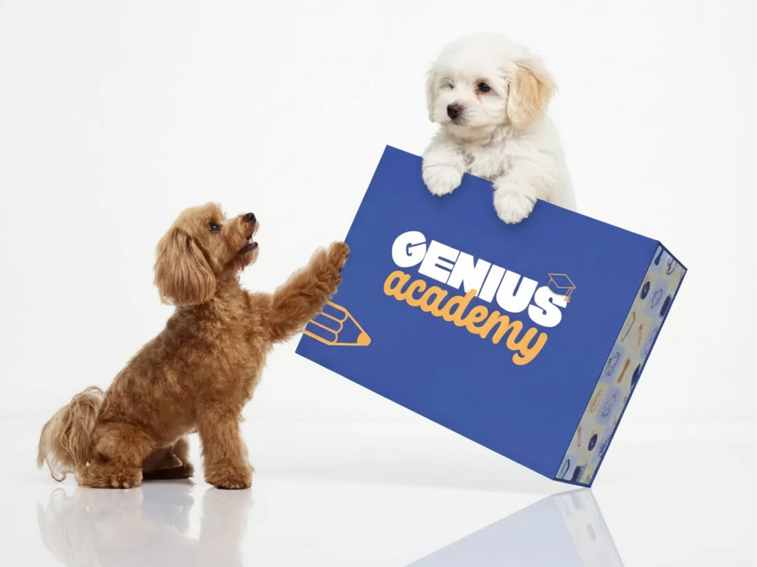 Medium Dog Subscription Box