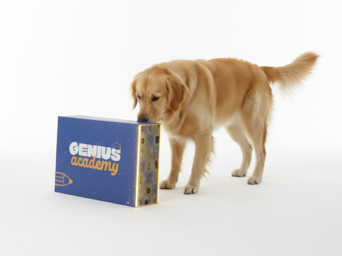 Medium Dog Subscription Box